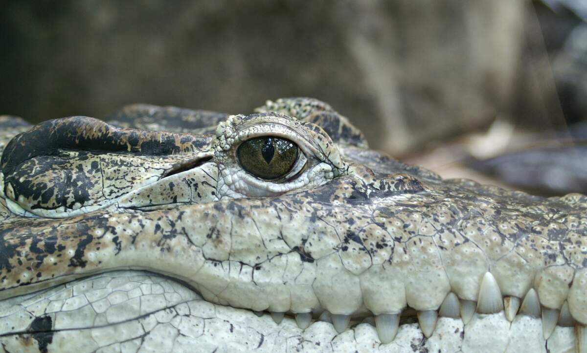World Croc Day