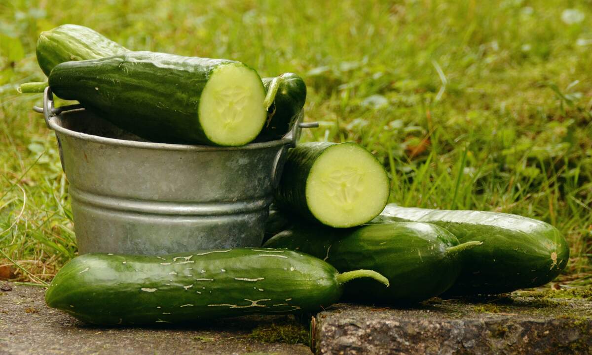 National Cucumber Day