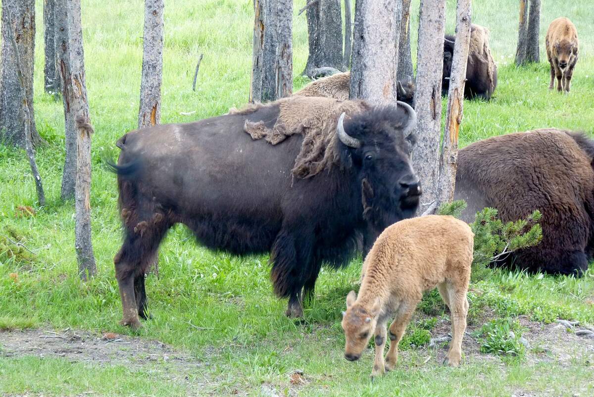 Bison-ten Yell Day