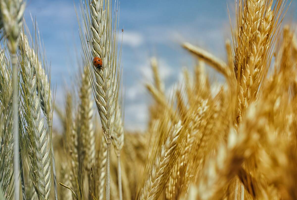 Lammas