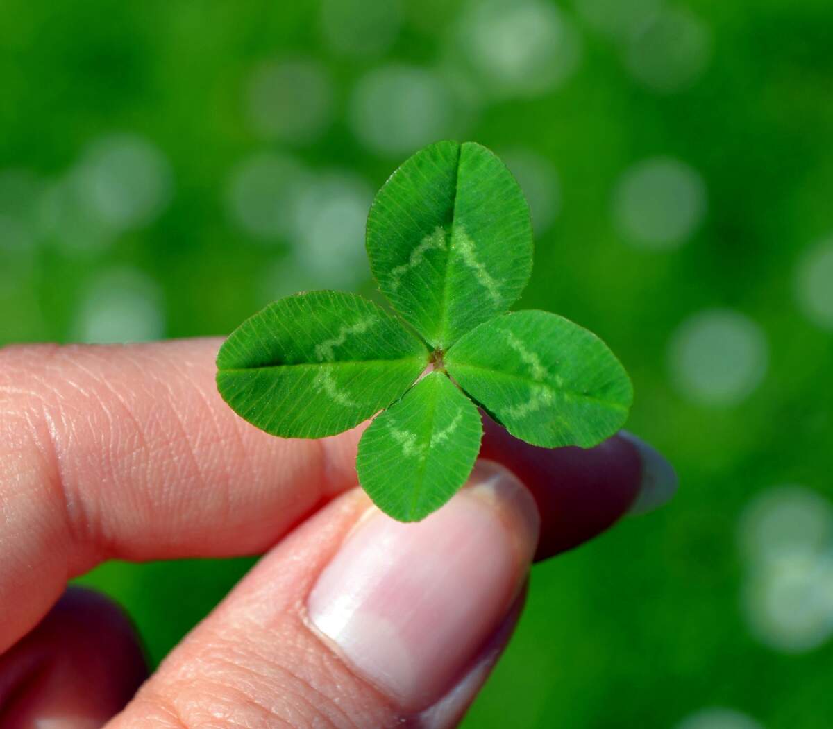 World Four Leaf Clover Day