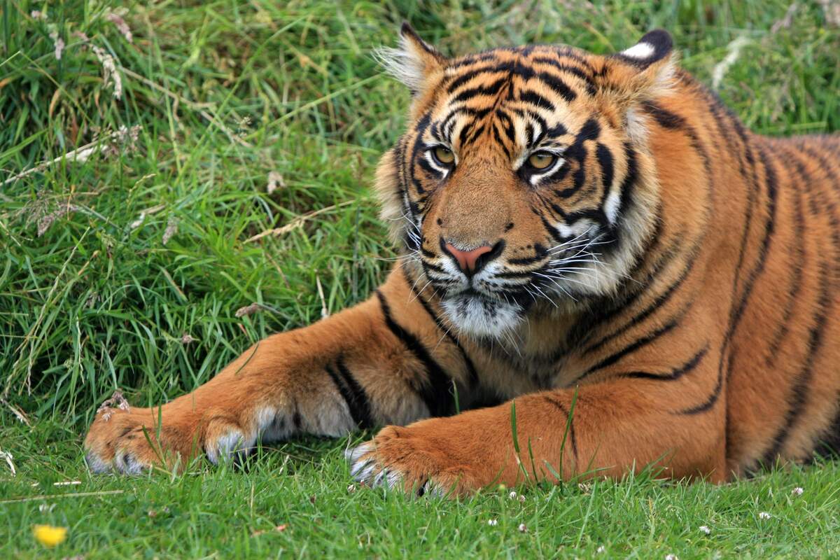 International Tiger Day