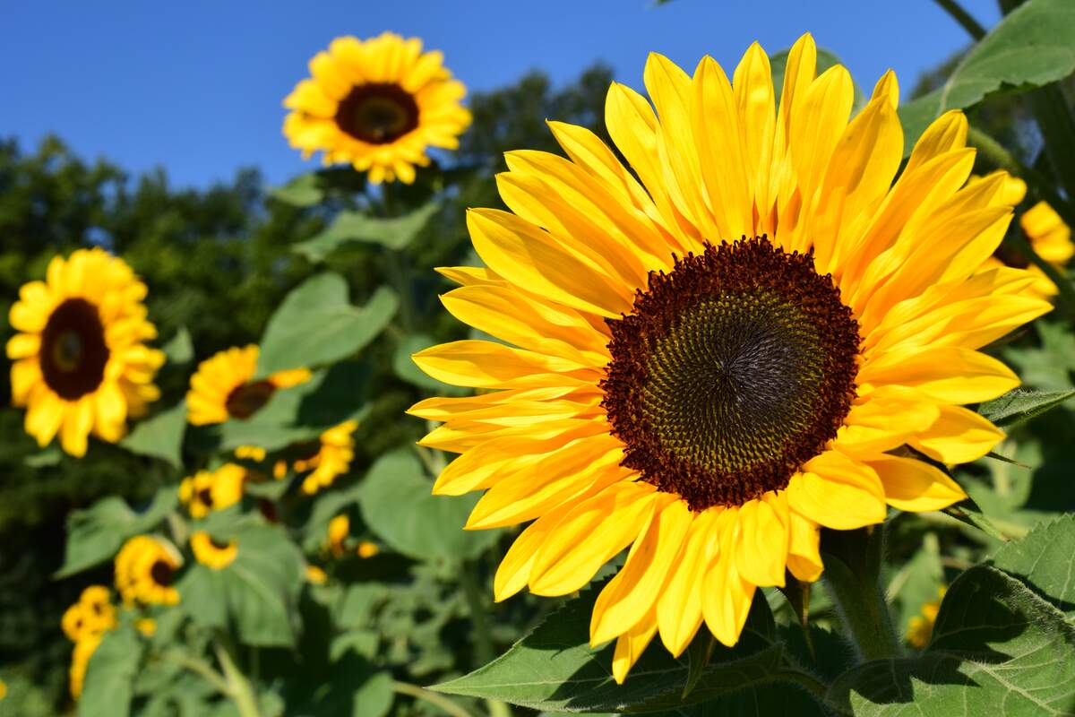 National Sunflower Day