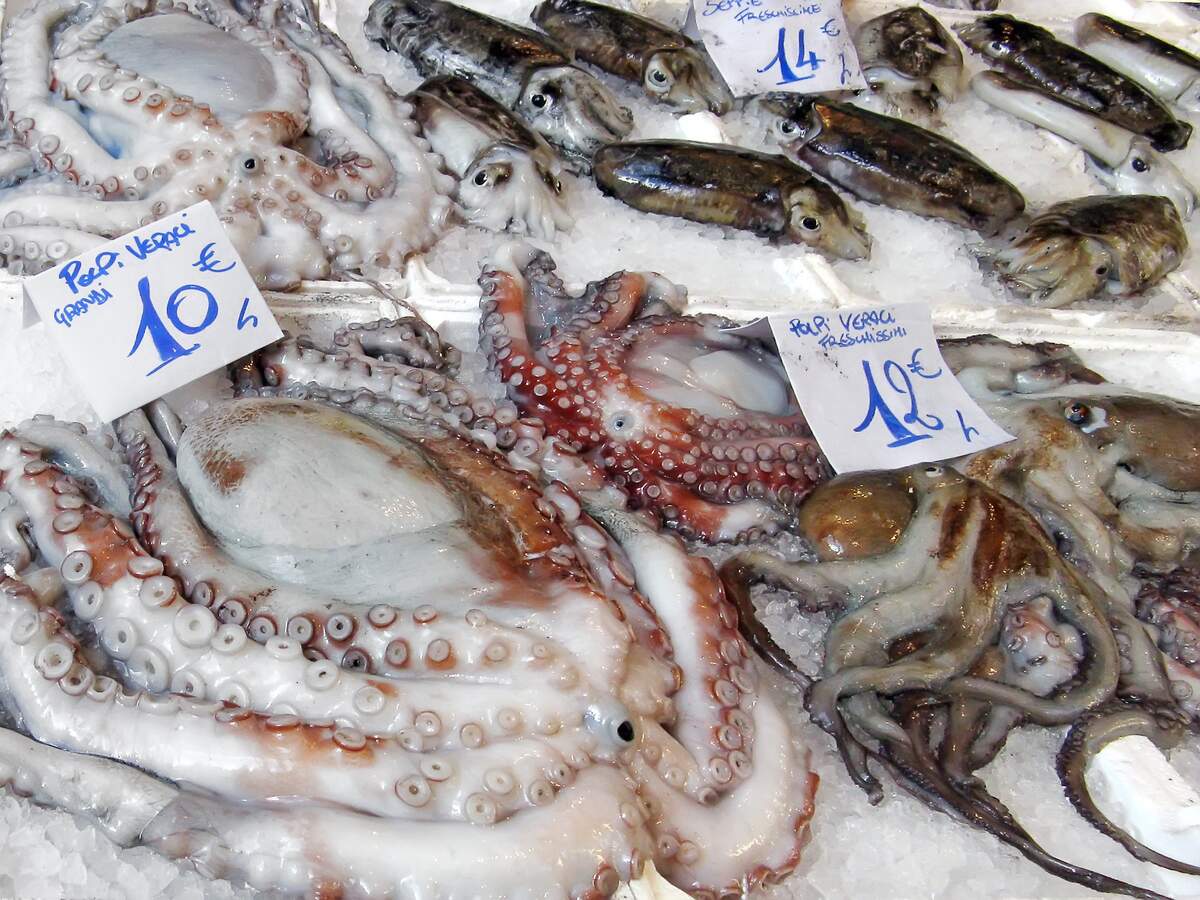 Squid and Cuttlefish Day