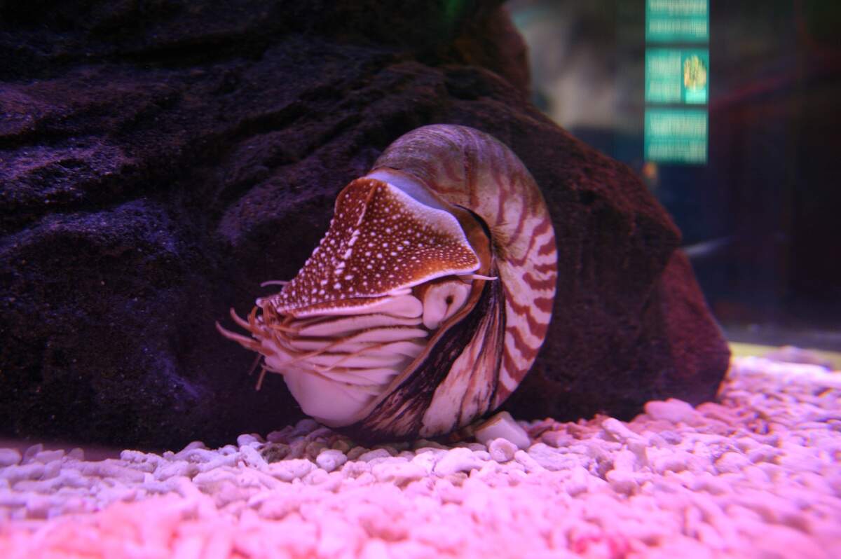 Nautilus Night