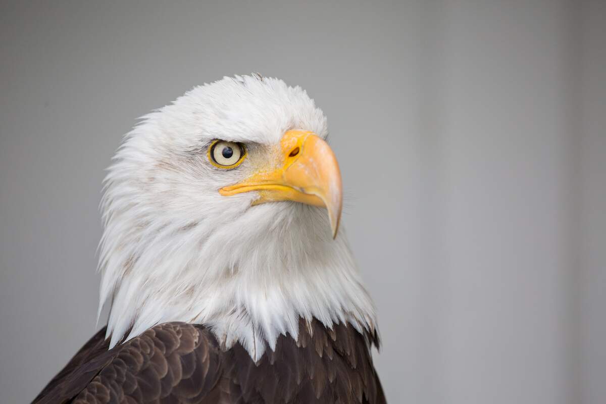 American Eagle Day
