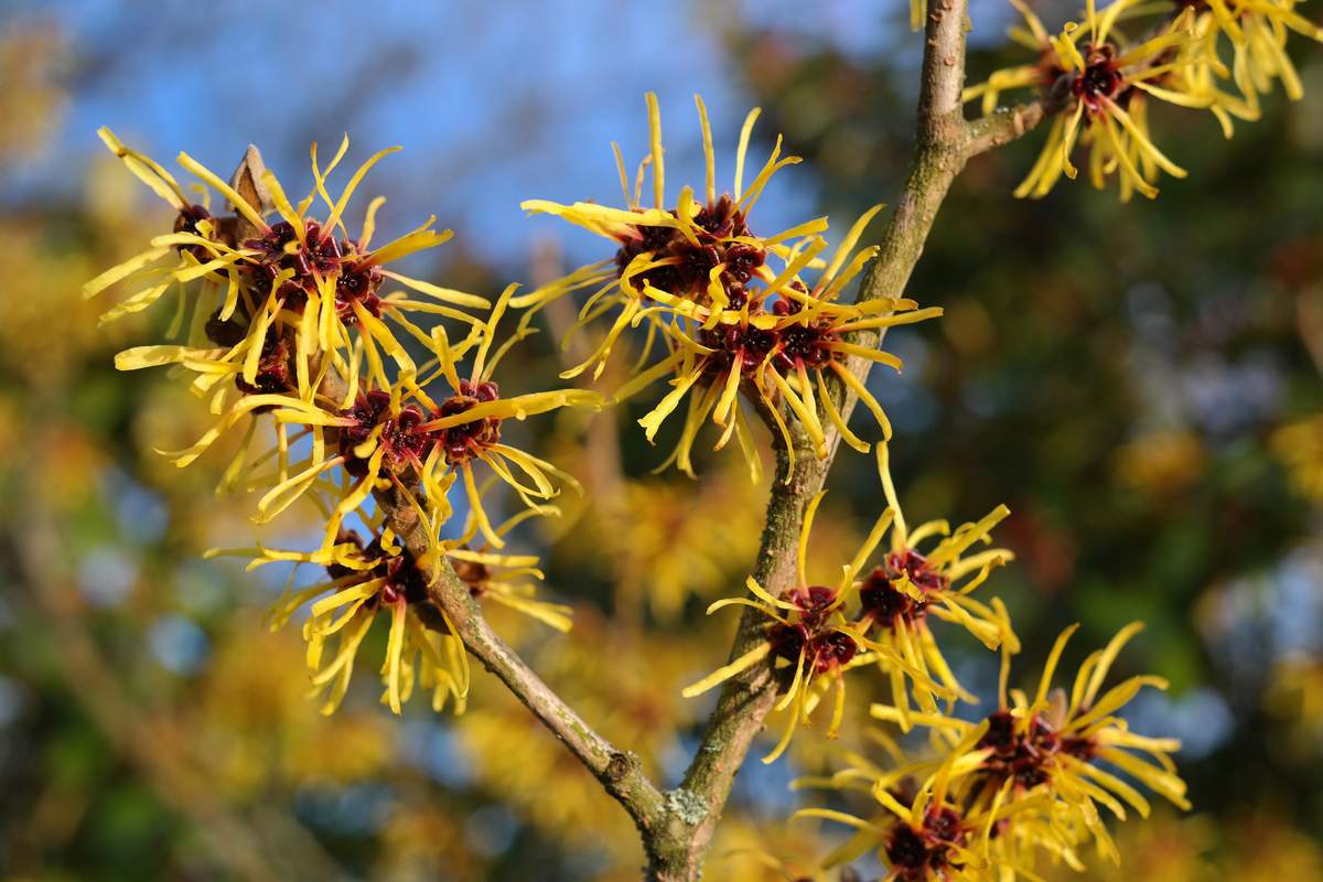 National Witch Hazel Day