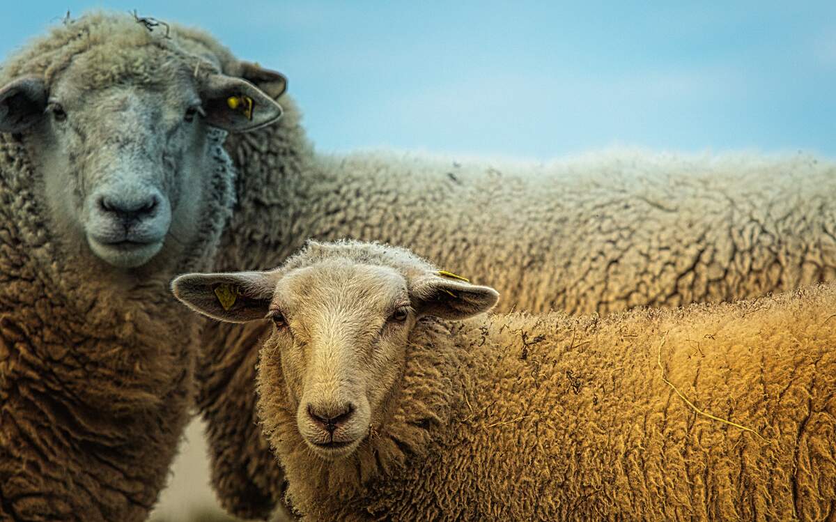 Hug A Sheep Day