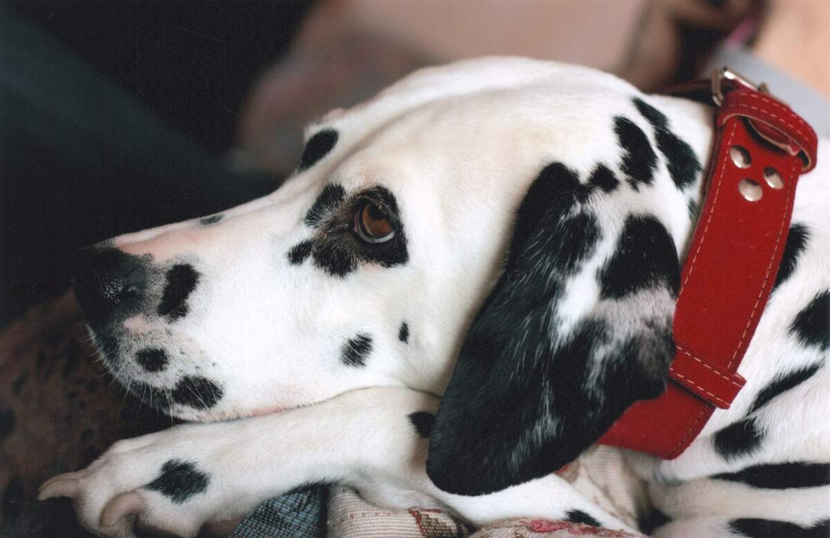 National Pet Fire Safety Day