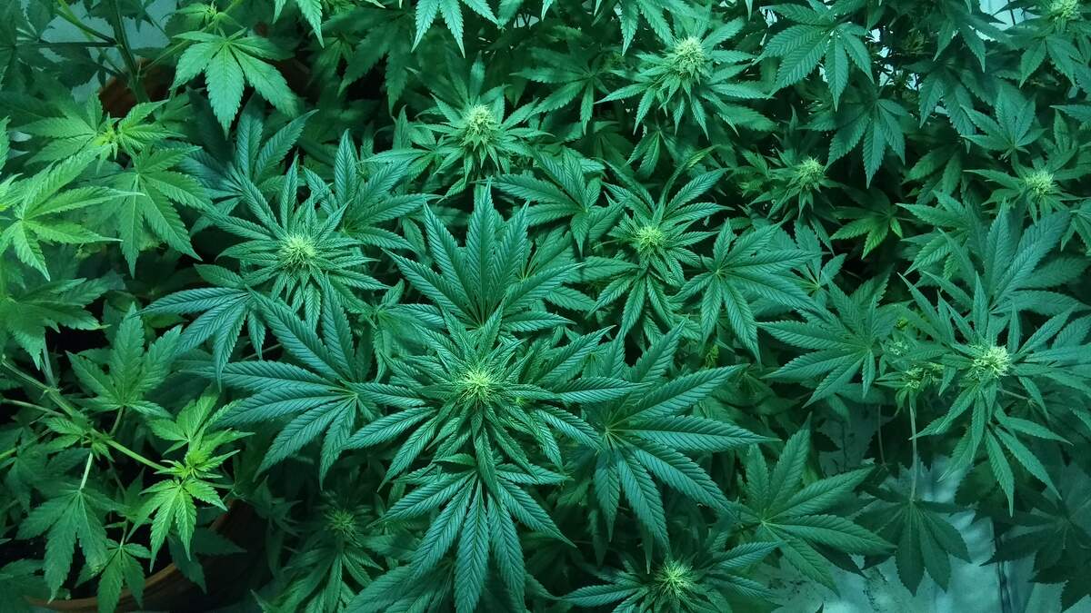 National CBD Day