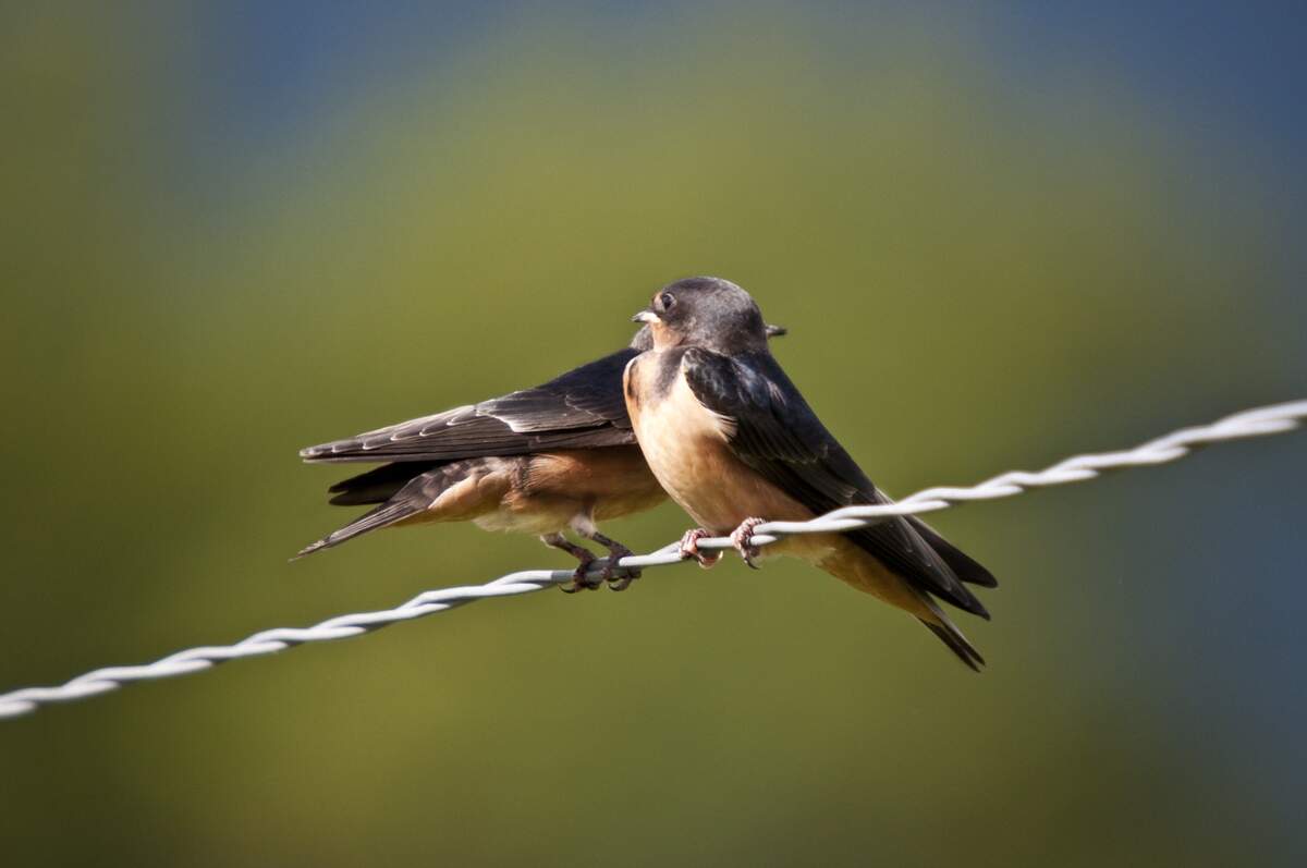 Swallows Depart from San Juan Capistrano Day