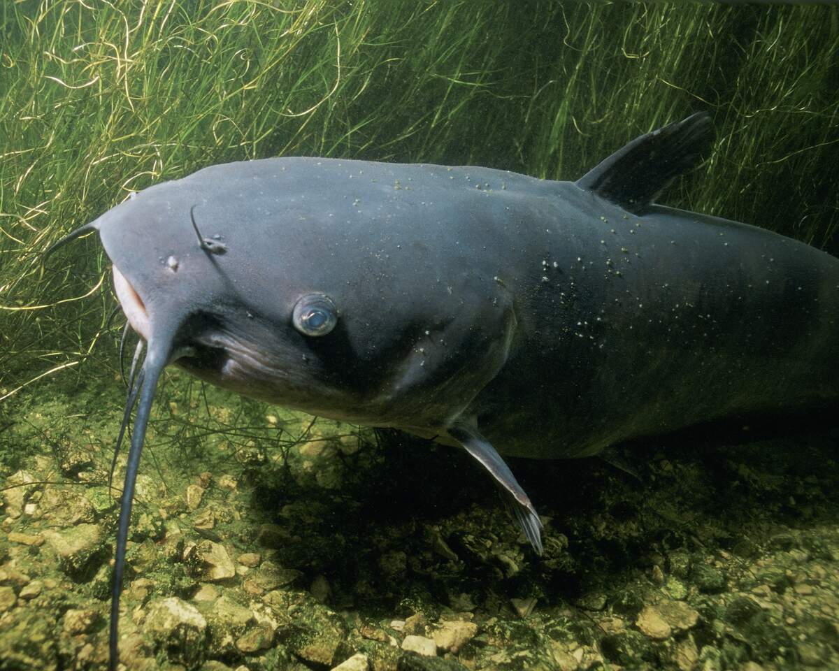 National Catfish Day