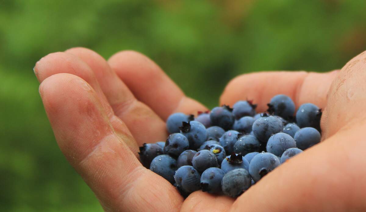 Pick Blueberries Day
