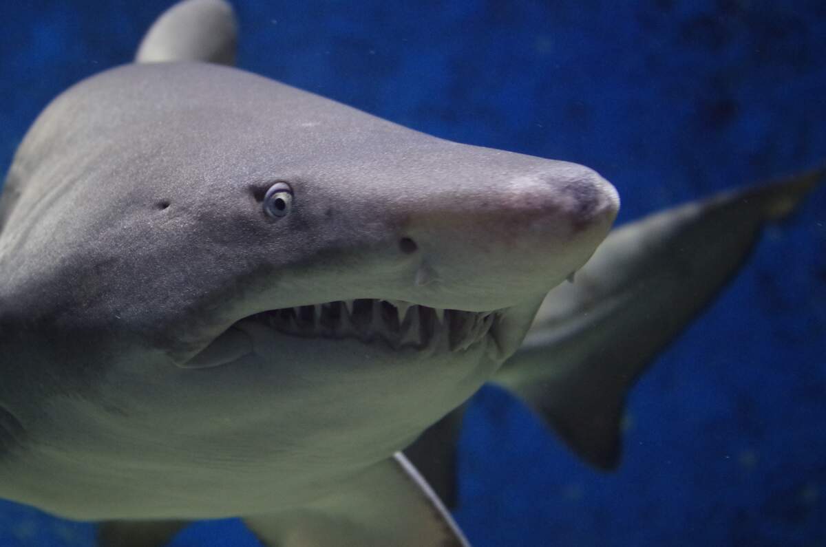National Megalodon Day