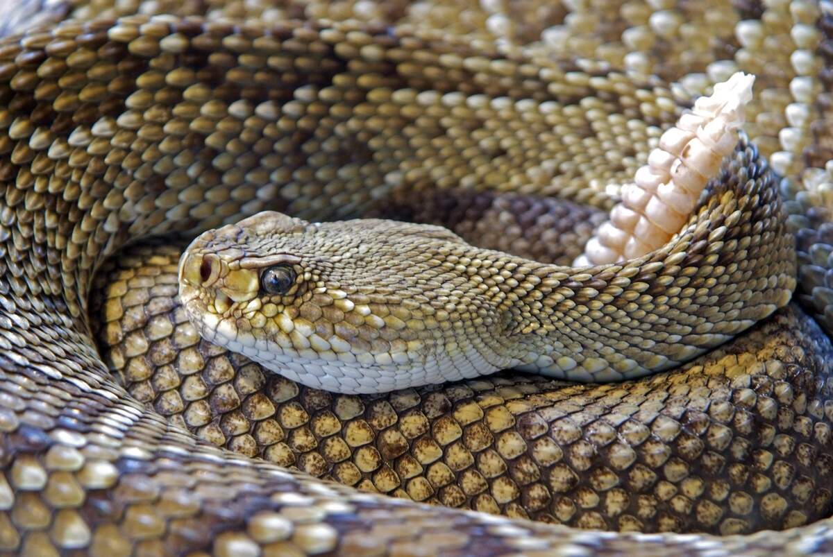 World Snake Day