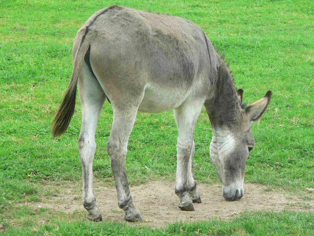 National Mule Day