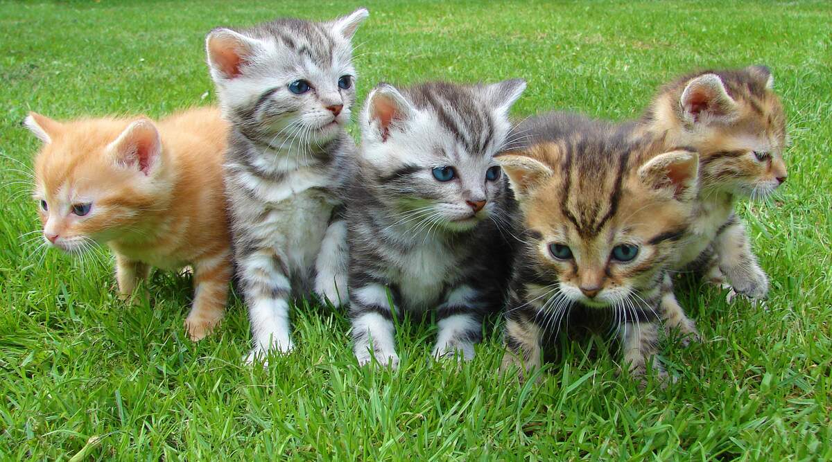 International Cat Day