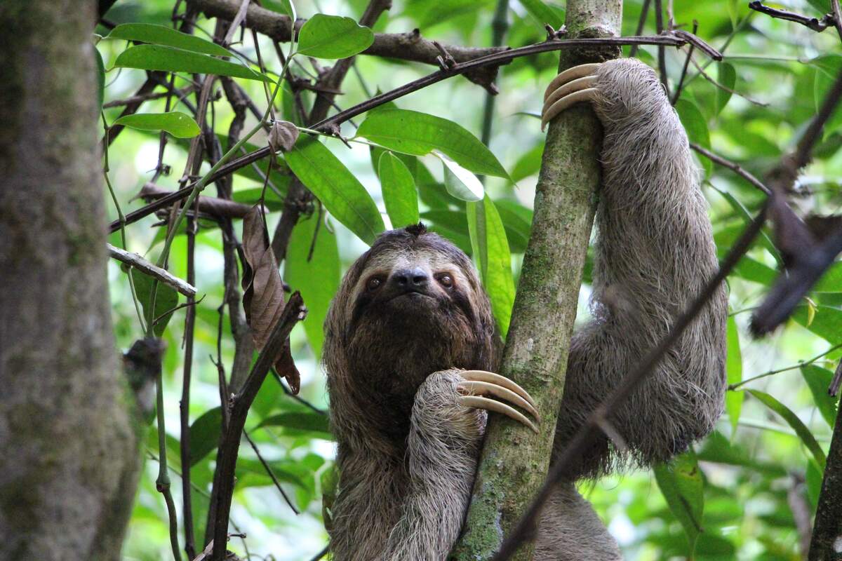 International Sloth Day