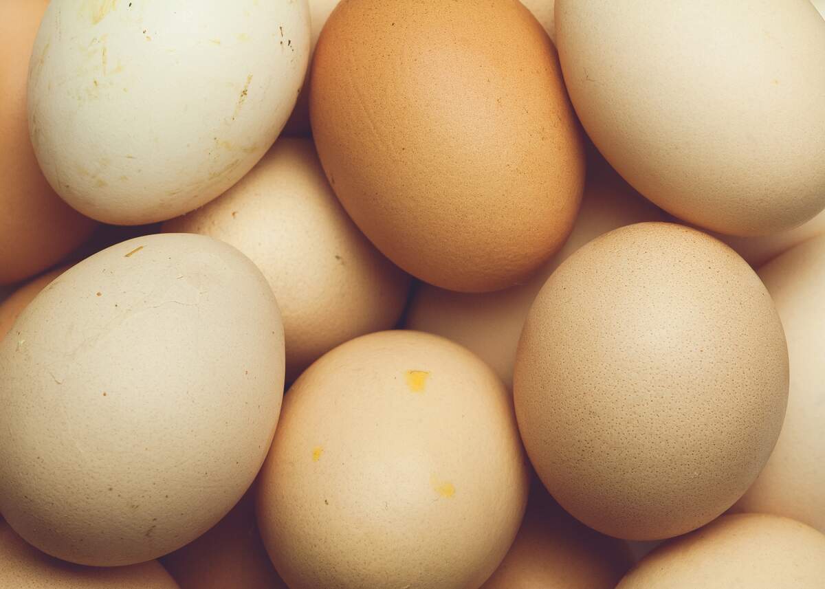 Great Egg Toss Day
