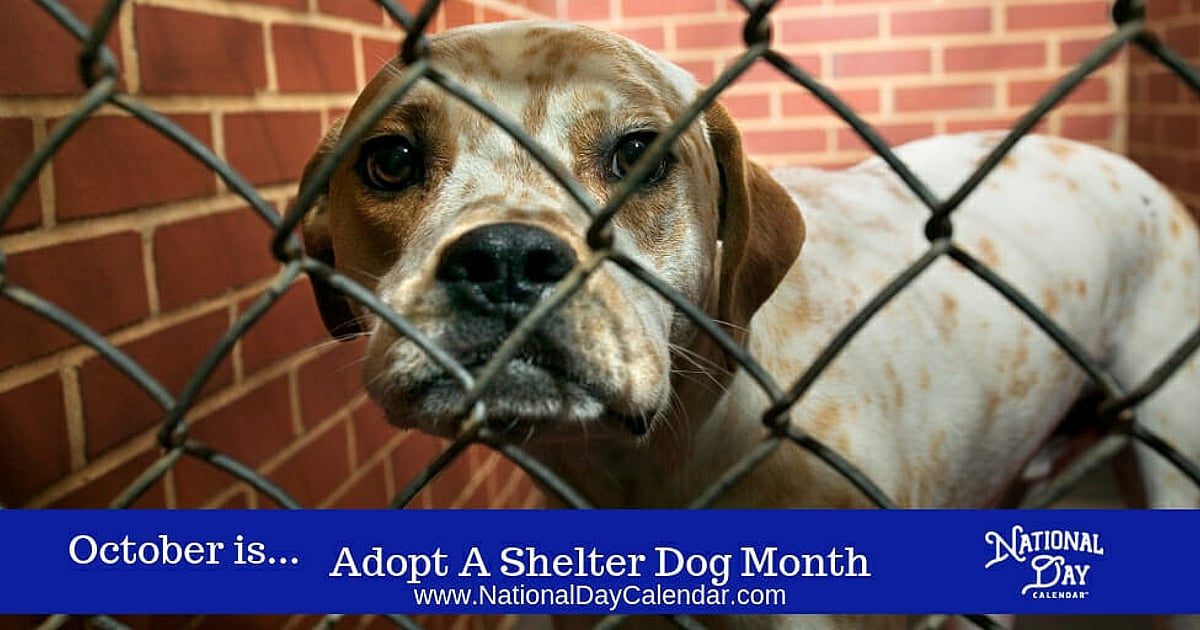 Adopt a Shelter Dog Month